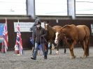 Image 35 in AMANDA BRAHAM. EAST ANGLIAN HORSE AGILITY