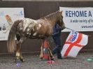 Image 44 in AMANDA BRAHAM. EAST ANGLIAN HORSE AGILITY