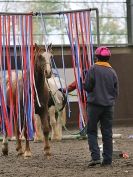 Image 57 in AMANDA BRAHAM. EAST ANGLIAN HORSE AGILITY