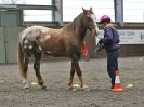 Image 62 in AMANDA BRAHAM. EAST ANGLIAN HORSE AGILITY