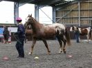 Image 67 in AMANDA BRAHAM. EAST ANGLIAN HORSE AGILITY