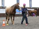 Image 68 in AMANDA BRAHAM. EAST ANGLIAN HORSE AGILITY