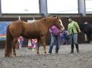 Image 69 in AMANDA BRAHAM. EAST ANGLIAN HORSE AGILITY