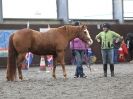 Image 70 in AMANDA BRAHAM. EAST ANGLIAN HORSE AGILITY