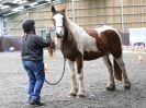 Image 83 in AMANDA BRAHAM. EAST ANGLIAN HORSE AGILITY