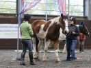 Image 95 in AMANDA BRAHAM. EAST ANGLIAN HORSE AGILITY