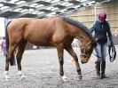 Image 96 in AMANDA BRAHAM. EAST ANGLIAN HORSE AGILITY