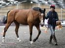 Image 97 in AMANDA BRAHAM. EAST ANGLIAN HORSE AGILITY