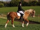 Image 28 in DRESSAGE AT BROADS  EC.  28 NOV. 2015.