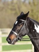 Image 36 in DRESSAGE AT BROADS  EC.  28 NOV. 2015.