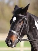 Image 37 in DRESSAGE AT BROADS  EC.  28 NOV. 2015.