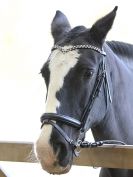Image 40 in DRESSAGE AT BROADS EC. 28 NOV. 2015.