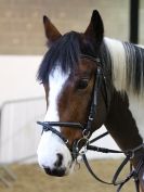 Image 20 in SOME SUNDAY SHOW JUMPING FROM BROADS  EC.  29 NOV 2015