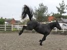 Image 11 in JULIE'S FRIESIANS. 3. DEC. 2015.