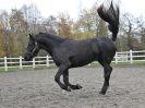 Image 12 in JULIE'S FRIESIANS. 3. DEC. 2015.