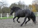 Image 13 in JULIE'S FRIESIANS. 3. DEC. 2015.