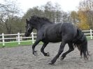 Image 13 in JULIE'S FRIESIANS.  3. DEC. 2015.