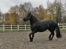 Image 15 in JULIE'S FRIESIANS. 3. DEC. 2015.