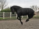 Image 19 in JULIE'S FRIESIANS. 3. DEC. 2015.
