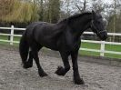 Image 25 in JULIE'S FRIESIANS. 3. DEC. 2015.