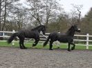 Image 26 in JULIE'S FRIESIANS. 3. DEC. 2015.