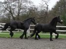 Image 27 in JULIE'S FRIESIANS. 3. DEC. 2015.