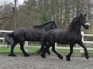 Image 28 in JULIE'S FRIESIANS. 3. DEC. 2015.