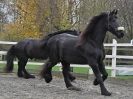 Image 29 in JULIE'S FRIESIANS. 3. DEC. 2015.