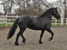 Image 3 in JULIE'S FRIESIANS. 3. DEC. 2015.