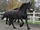 Image 30 in JULIE'S FRIESIANS. 3. DEC. 2015.