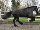 Image 31 in JULIE'S FRIESIANS. 3. DEC. 2015.