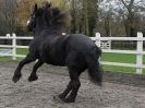Image 32 in JULIE'S FRIESIANS. 3. DEC. 2015.
