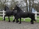 Image 33 in JULIE'S FRIESIANS. 3. DEC. 2015.