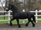 Image 34 in JULIE'S FRIESIANS. 3. DEC. 2015.