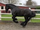 Image 36 in JULIE'S FRIESIANS. 3. DEC. 2015.