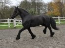 Image 37 in JULIE'S FRIESIANS. 3. DEC. 2015.