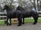 Image 38 in JULIE'S FRIESIANS. 3. DEC. 2015.