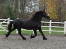 Image 39 in JULIE'S FRIESIANS. 3. DEC. 2015.