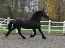 Image 39 in JULIE'S FRIESIANS.  3. DEC. 2015.