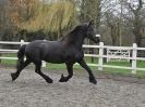 Image 40 in JULIE'S FRIESIANS. 3. DEC. 2015.