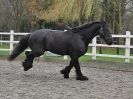 Image 41 in JULIE'S FRIESIANS. 3. DEC. 2015.
