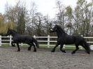 Image 43 in JULIE'S FRIESIANS. 3. DEC. 2015.