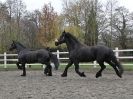 Image 44 in JULIE'S FRIESIANS. 3. DEC. 2015.
