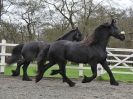 Image 45 in JULIE'S FRIESIANS. 3. DEC. 2015.