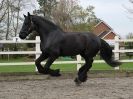 Image 46 in JULIE'S FRIESIANS.  3. DEC. 2015.