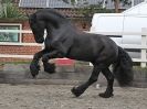 Image 48 in JULIE'S FRIESIANS. 3. DEC. 2015.