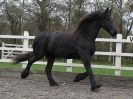Image 49 in JULIE'S FRIESIANS. 3. DEC. 2015.