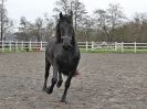 Image 5 in JULIE'S FRIESIANS. 3. DEC. 2015.