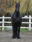 Image 50 in JULIE'S FRIESIANS. 3. DEC. 2015.