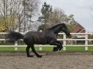 Image 51 in JULIE'S FRIESIANS. 3. DEC. 2015.